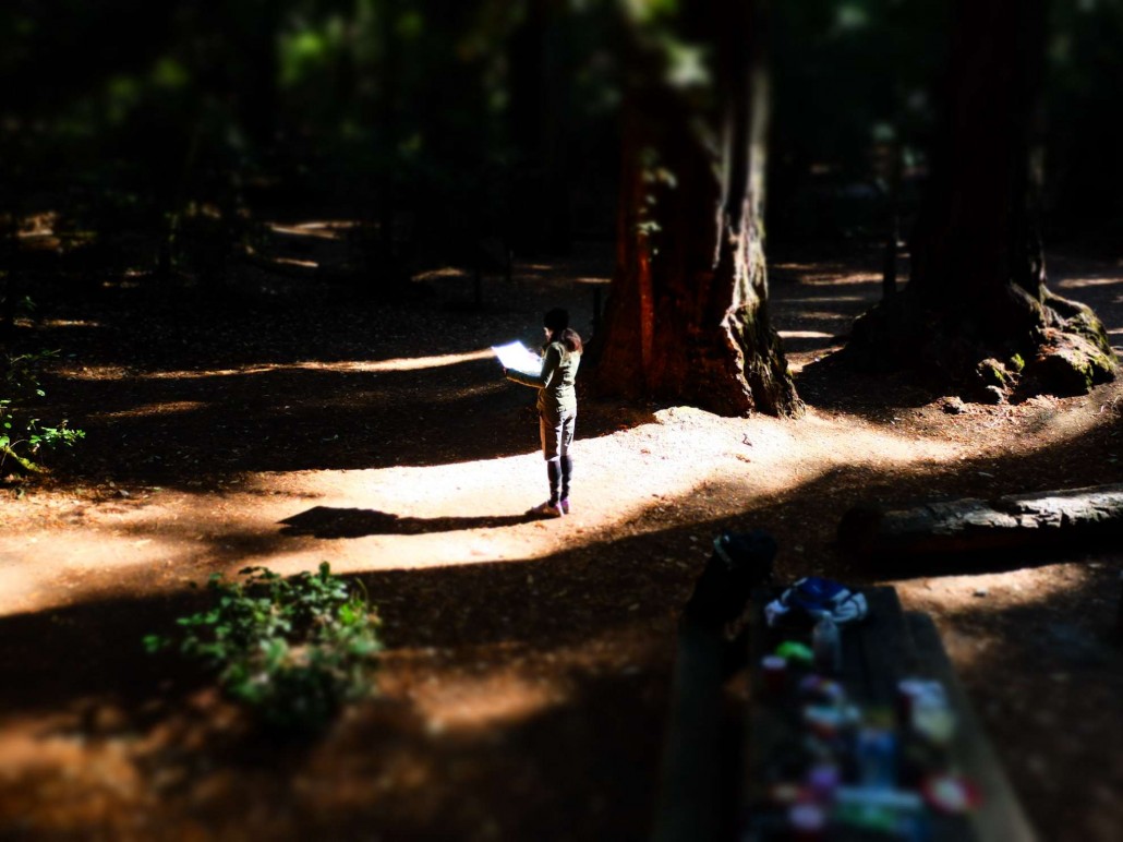 In den Redwoods