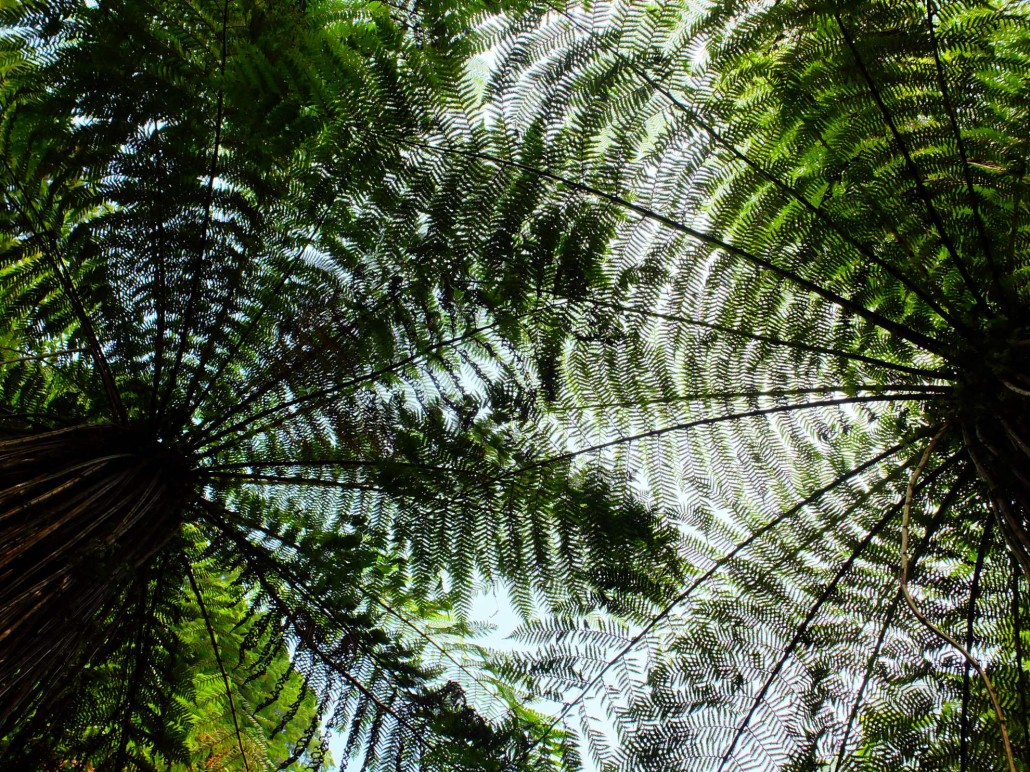 Nicht mehr ganz so Neuseeland